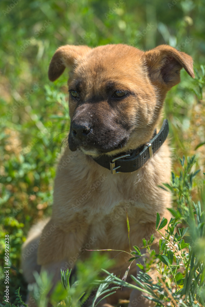 brown mongrel puppy on green grass background