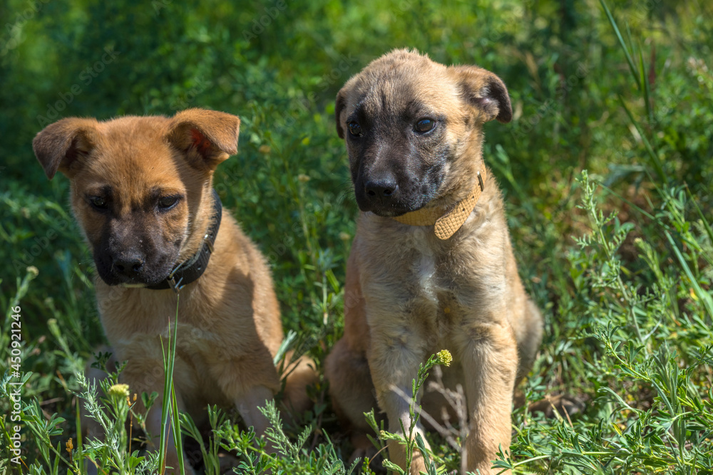 cute brown mongrel puppies on a background of green grass cute brown mongrel puppies on a background of green grass