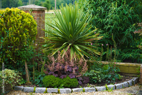 a cordyline australis, commonly known as the cabbage tree, cabbage-palm or tī kōuka surrounded with other plants in a Wiltshire UK garden photo
