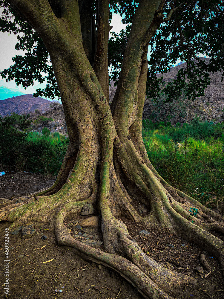 roots of a tree roots of a tree