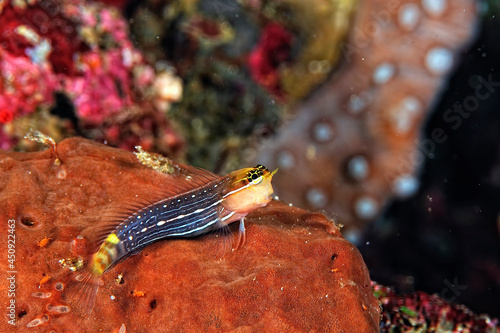 A white lined combtooth blenny photo