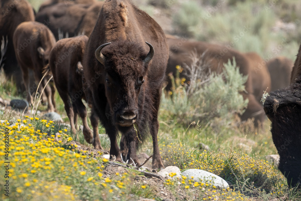 Bison in Yellowstone Summer