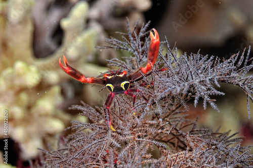 A picture of a black coral crab photo