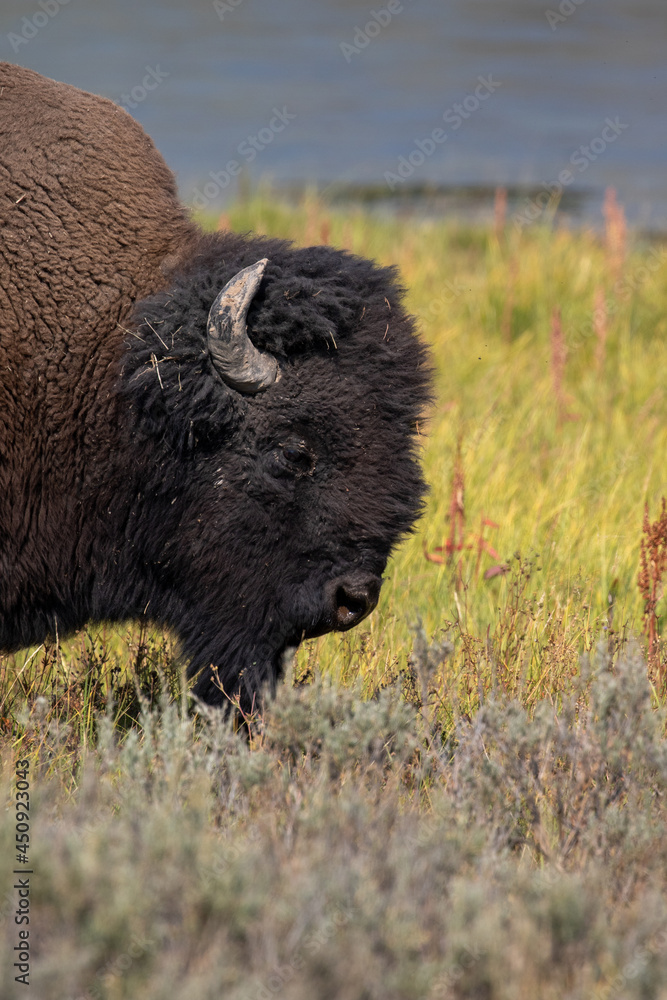 Bison Grazing in Yellowstone National Park