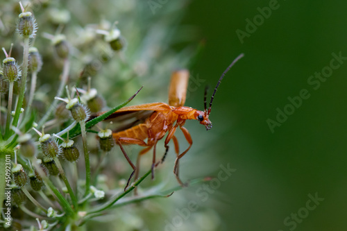 Common red soldier beetle ready for take off