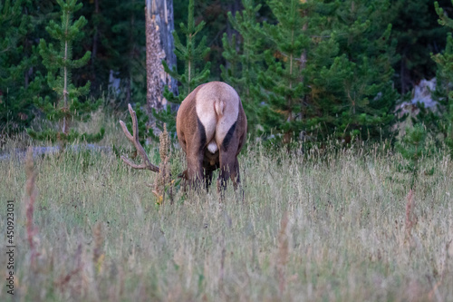 Elk in Forest in Wyoming
