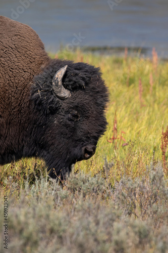Bison Grazing in Yellowstone National Park