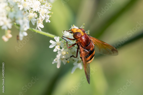 Hornet mimic hoverfly feeding on a flower