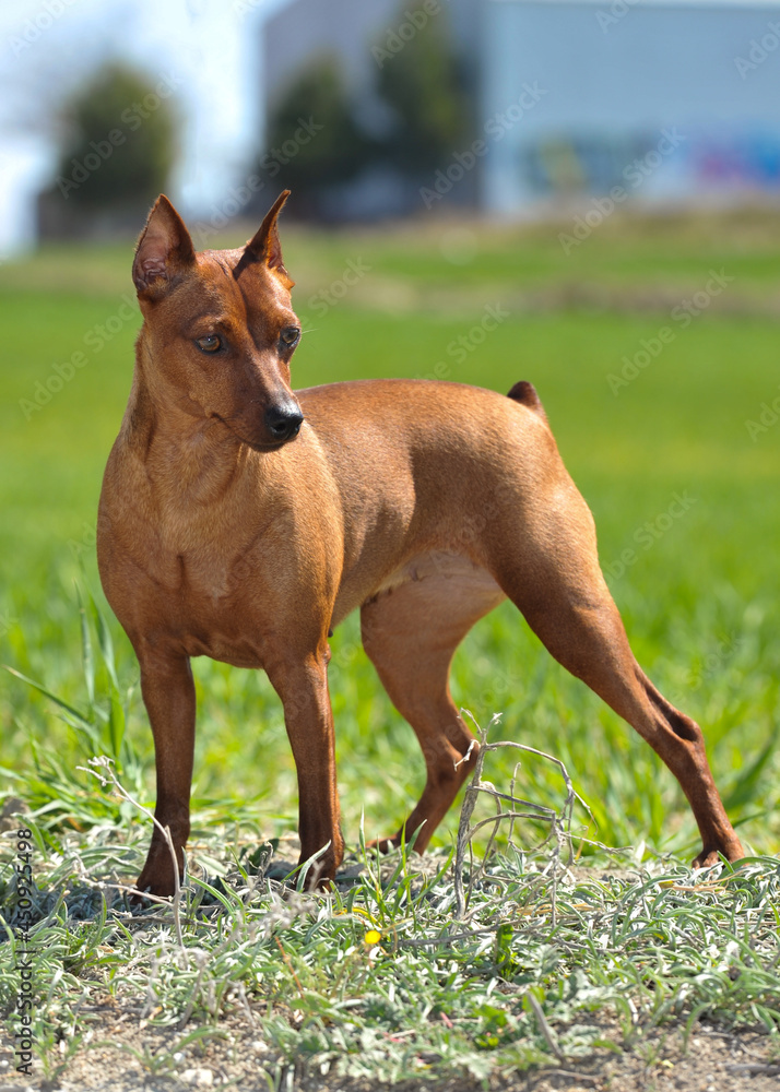 Brown miniature pinscher on the grass in the field