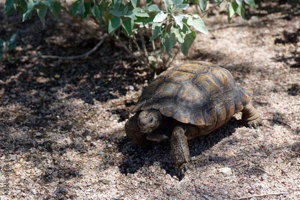 Desert Tortoise Walking in the Desert and Searching for Food Desert Tortoise Walking in the Desert and Searching for Food