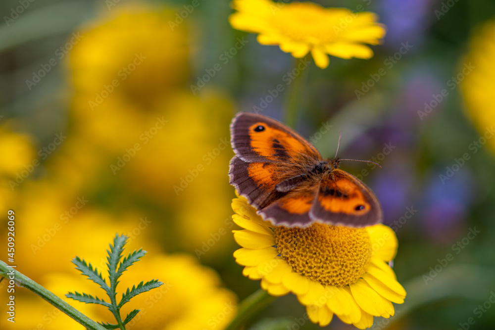 Pyronia tithonus orange butterfly on yellow flower, close up photo made 17 july 2021 in Weert the Netherlands Pyronia tithonus orange butterfly on yellow flower, close up photo made 17 july 2021 in Weert the Netherlands