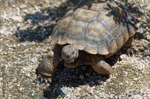 Desert Tortoise Walking in the Desert and Searching for Food
