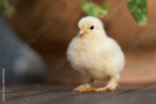 Portret małego kurczaka