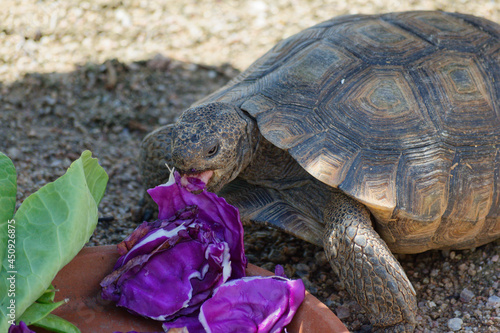 Desert Tortoise Walking in the Desert and Searching for Food