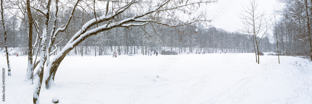 Winter forest park landscape panorama in December on the eve of Christmas in snowfall Winter forest park landscape panorama in December on the eve of Christmas in snowfall