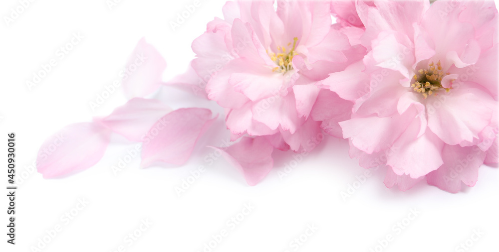 Beautiful pink sakura blossoms and petals isolated on white