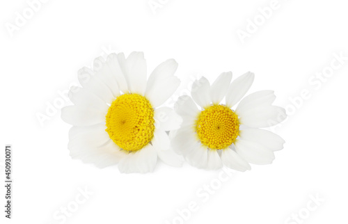 Two beautiful chamomile flowers on white background