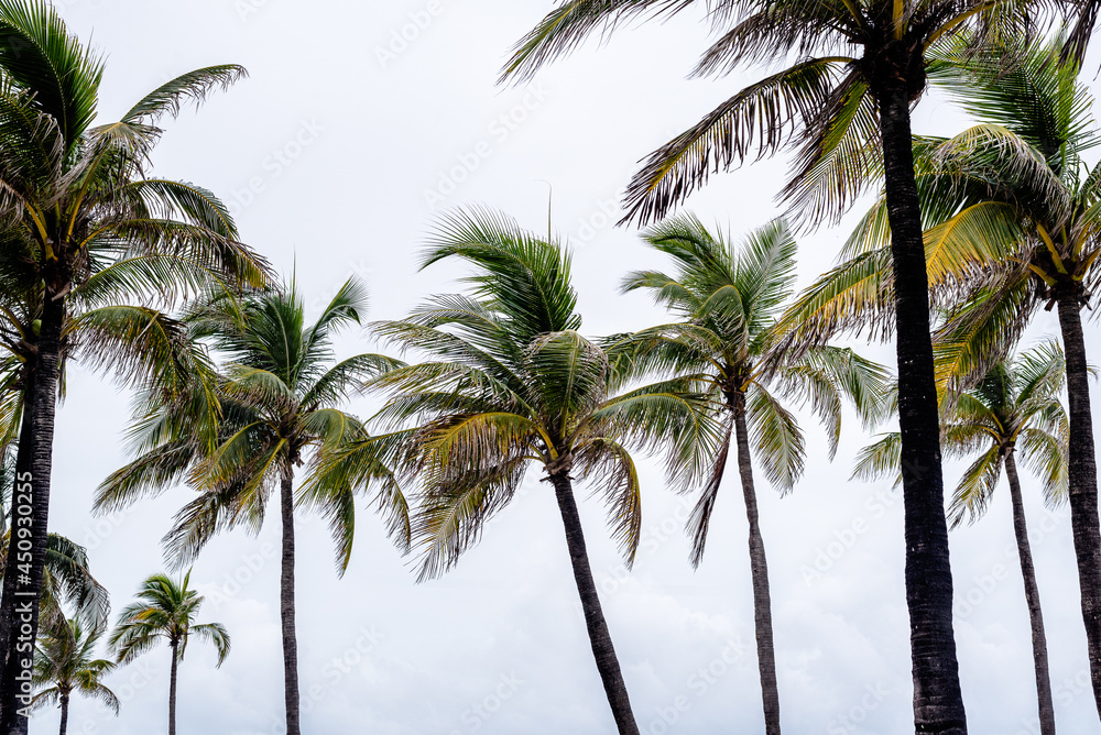 palm trees in Florida
palm trees in Florida