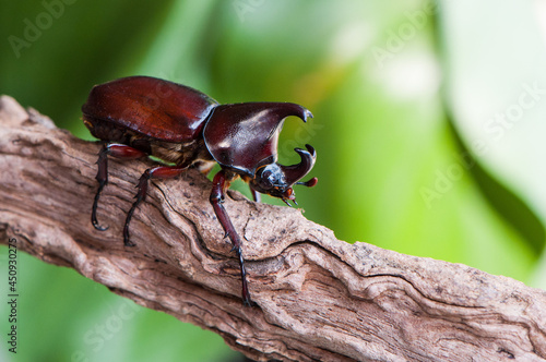 Rhinoceros beetle beloning to the scarabaeidae family in tropical asia. Asiatic Rhinoceros Beetle. Pest to coconut and oil palm plantations, known to destroy and damaged fronds and young palm shoots. © ysk1