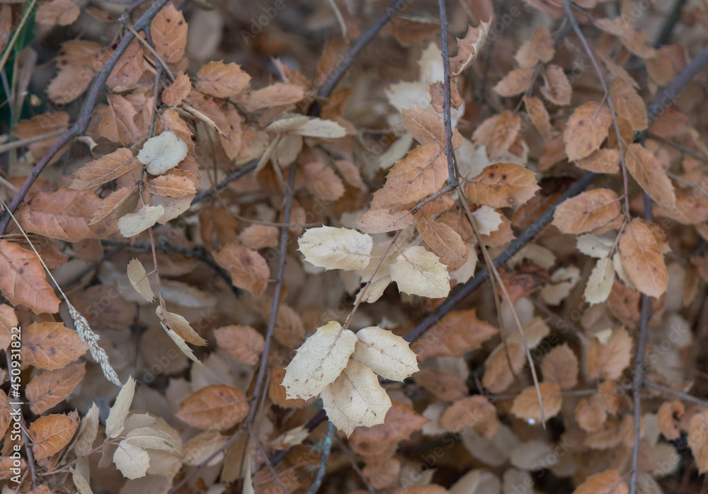 Dry, dead leaves of live oak on the ground are a fire hazard in California Dry, dead leaves of live oak on the ground are a fire hazard in California