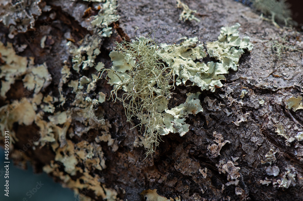 Gray-green lichen growing on apple tree bark