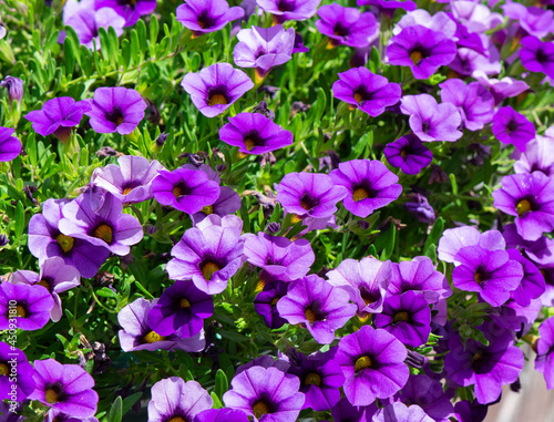 Purple Calibrachoa flowers  also called Million Bells are in the nightshade family