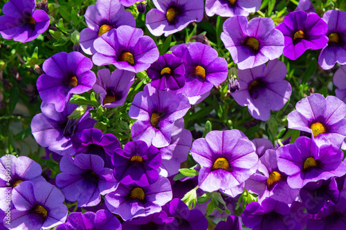 Purple Calibrachoa flowers, also called Million Bells are in the nightshade family