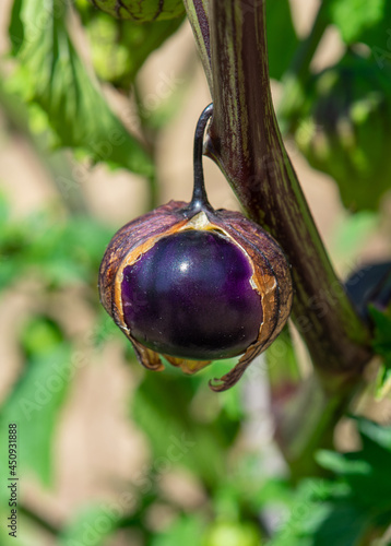 Purple Tomatillo (Physalis ixocarpa) ripening on the plant and emerging from its husk photo