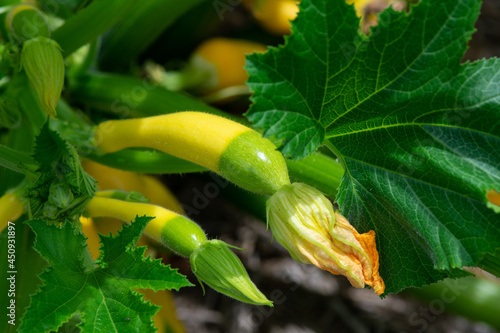 Young zephyr zucchini squash on the plant
