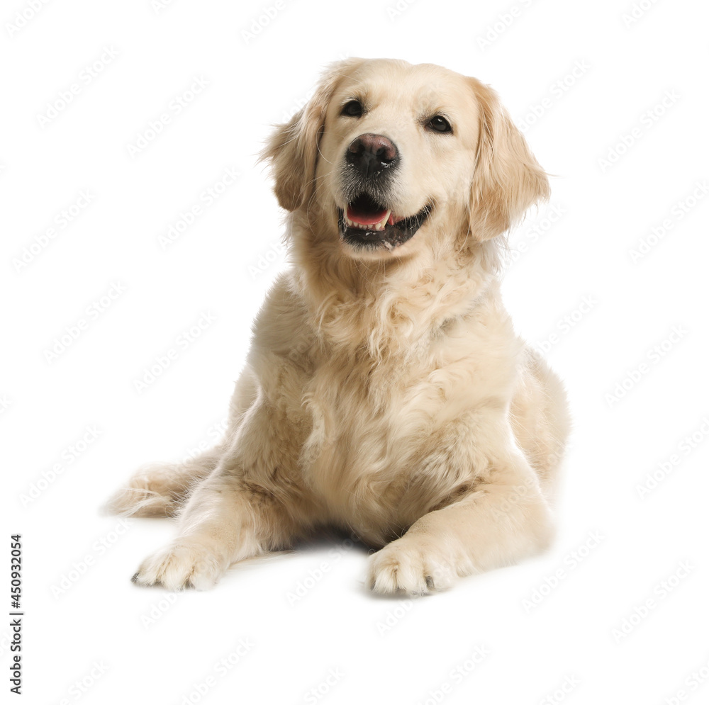 Cute Golden Retriever dog on white background Cute Golden Retriever dog on white background