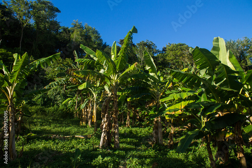 Plantation of bananas from a rural town in the coastal area of ​​La Guaira in Venezuela