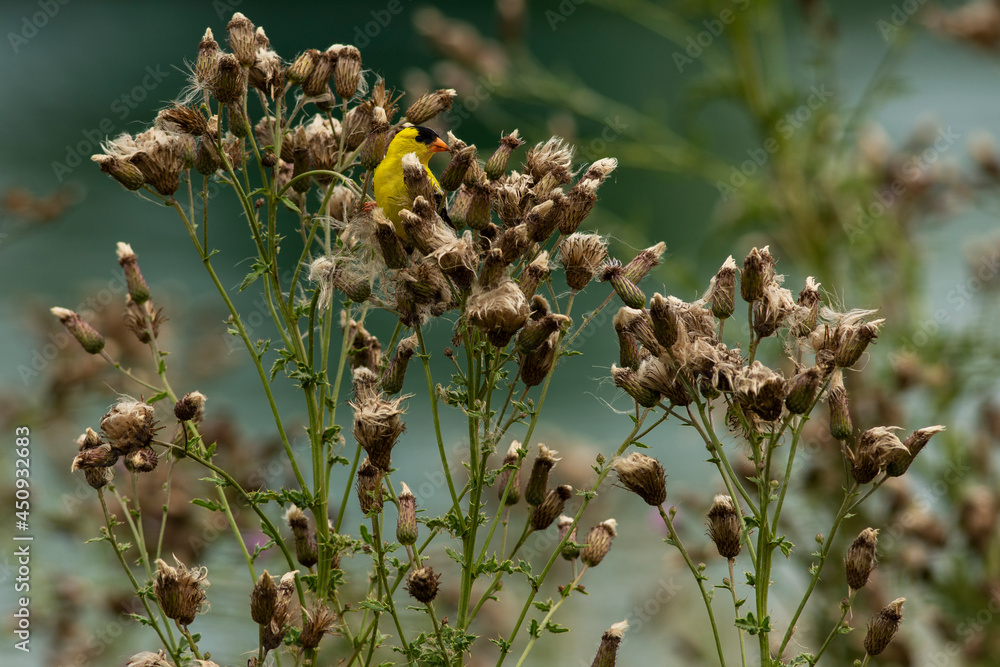 American Goldfinch in the wild American Goldfinch in the wild