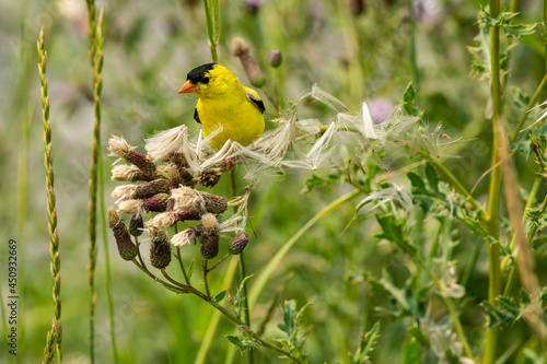 American Goldfinch photo