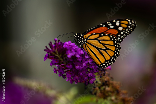 Monarch Butterfly on purple wildflower