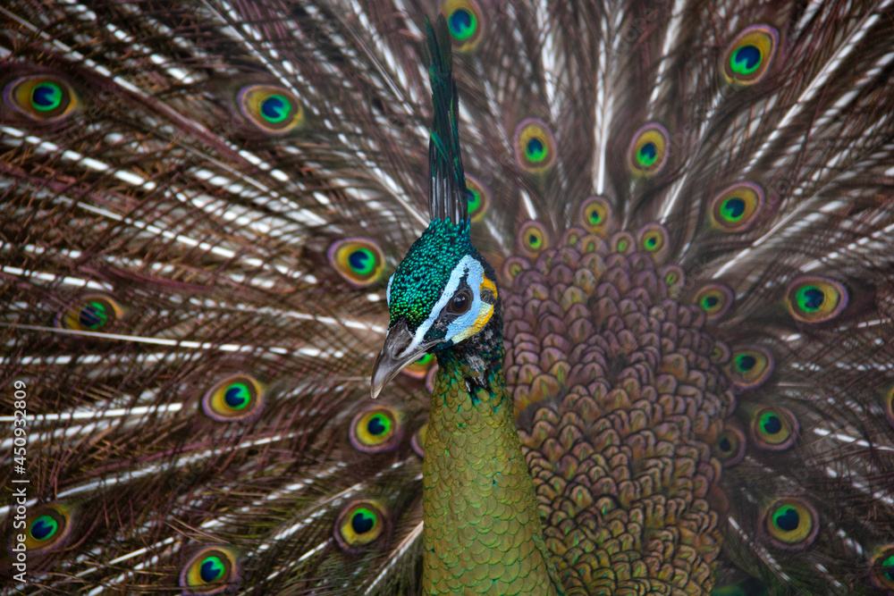 Obraz premium close up portrait of a peacock
