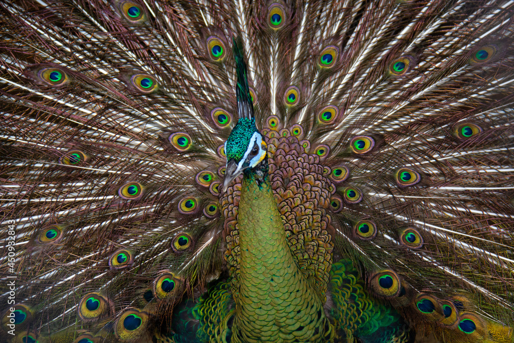 Fototapeta premium close up portrait of a peacock