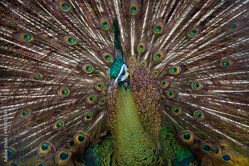 close up portrait of a peacock