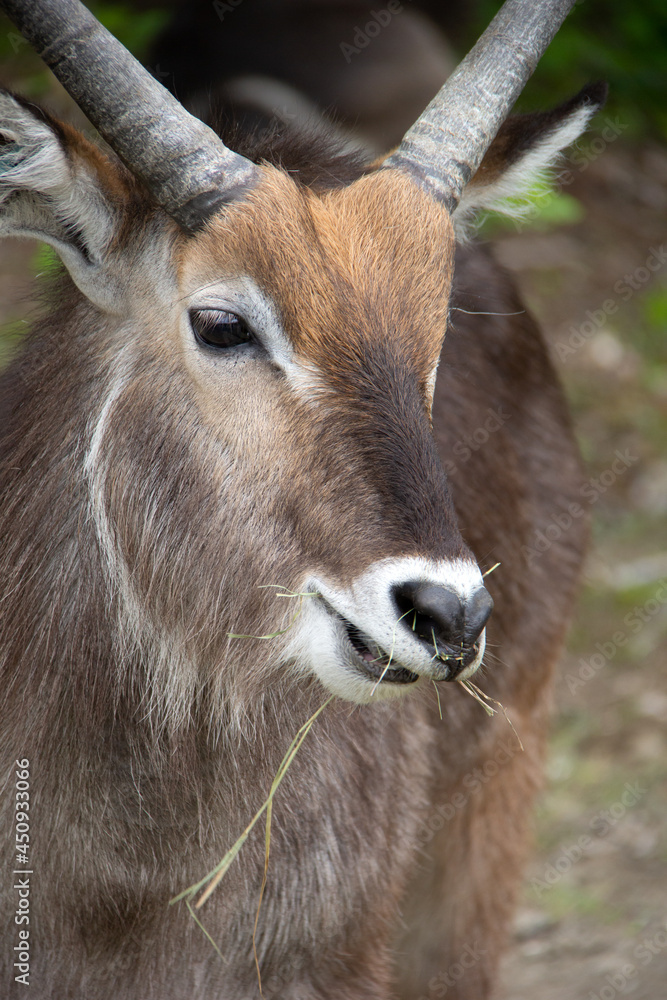 close up of a male impala antelope close up of a male impala antelope