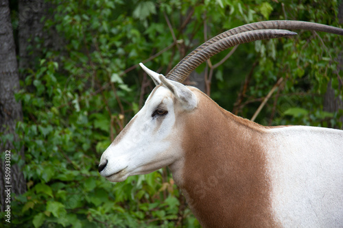 close up of an antelope