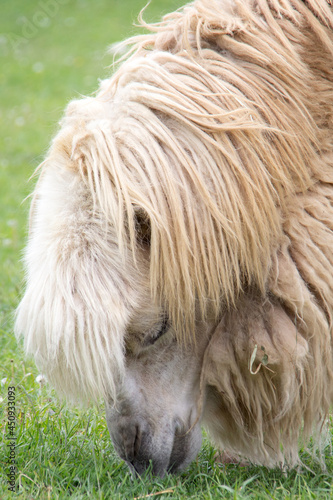 portrait of a camel