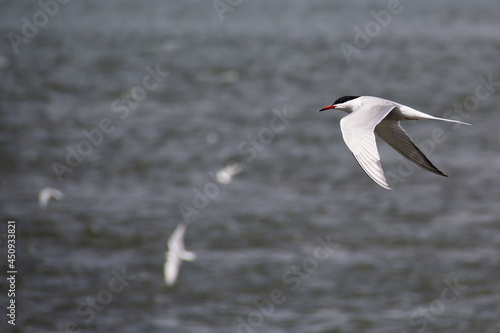 seagull in flight