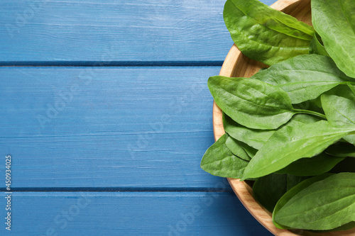 Broadleaf plantain leaves on blue wooden table, top view. Space for text photo