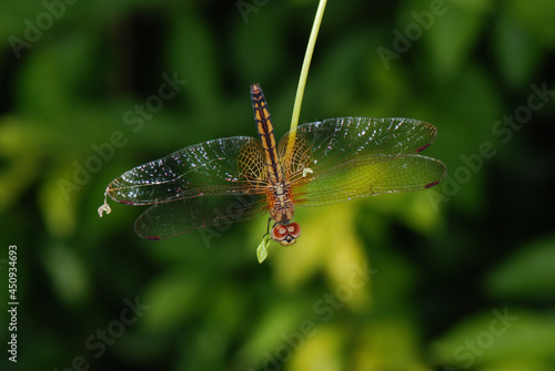 Wallpaper Mural dragonfly on a leaf Torontodigital.ca