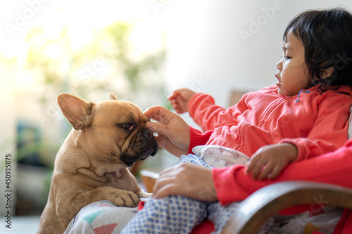 Asian cute little girl playing with her friendlies french bulldog at home photo