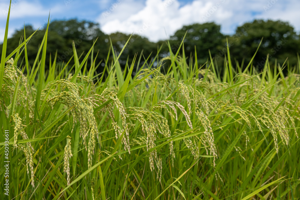 日本の収穫前の米の畑と夏の青空、稲穂 日本の収穫前の米の畑と夏の青空、稲穂
