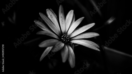 Black and white daisy flower