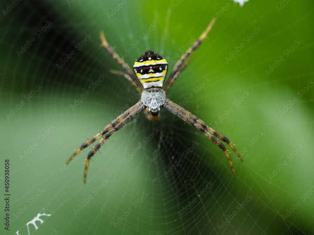 Wasp spider (Argiope bruennichi) on web with prey. Black and yellow stripe Argiope bruennichi wasp spider on web Wasp spider (Argiope bruennichi) on web with prey. Black and yellow stripe Argiope bruennichi wasp spider on web