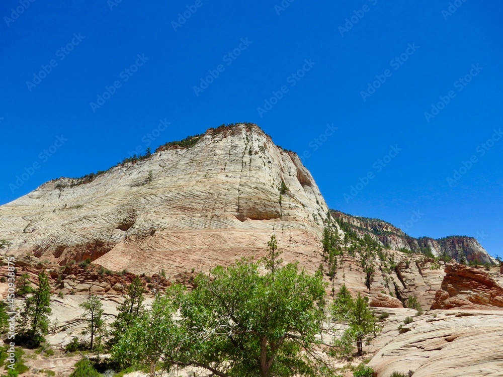 Fototapeta premium Zion National Park