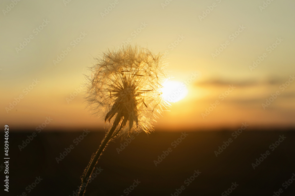 Beautiful fluffy dandelion outdoors at sunset, closeup view