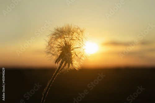 Beautiful fluffy dandelion outdoors at sunset  closeup view